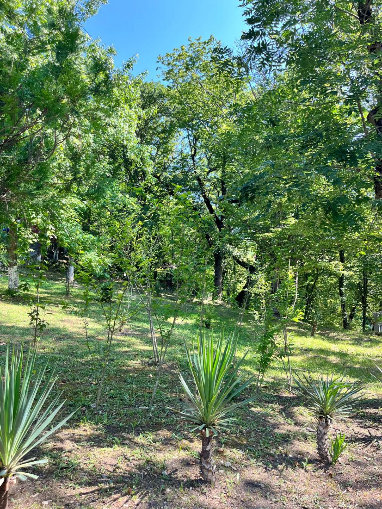 Жемчужина Кавказа